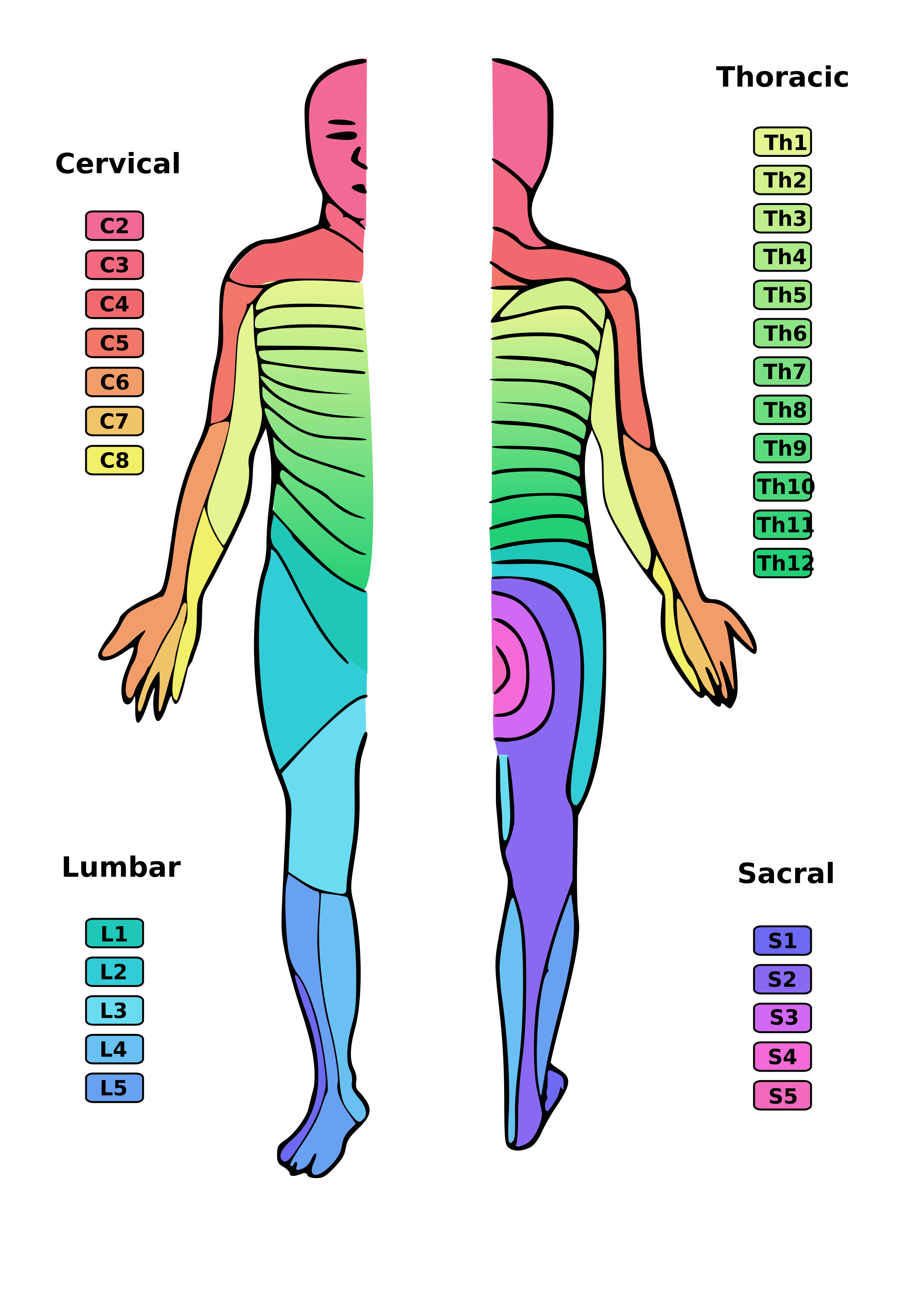 Dermatoms__re-labeled_ (1).webp