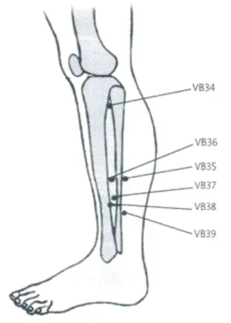 Pontos-Vesicula-Biliar-e.webp