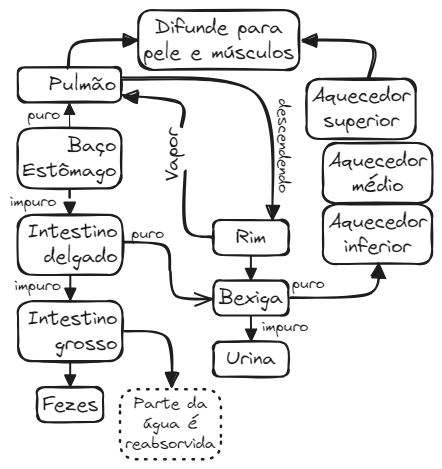 Aula 12 Fisiologia Fig04 Jin Ye.excalidraw.webp|680
