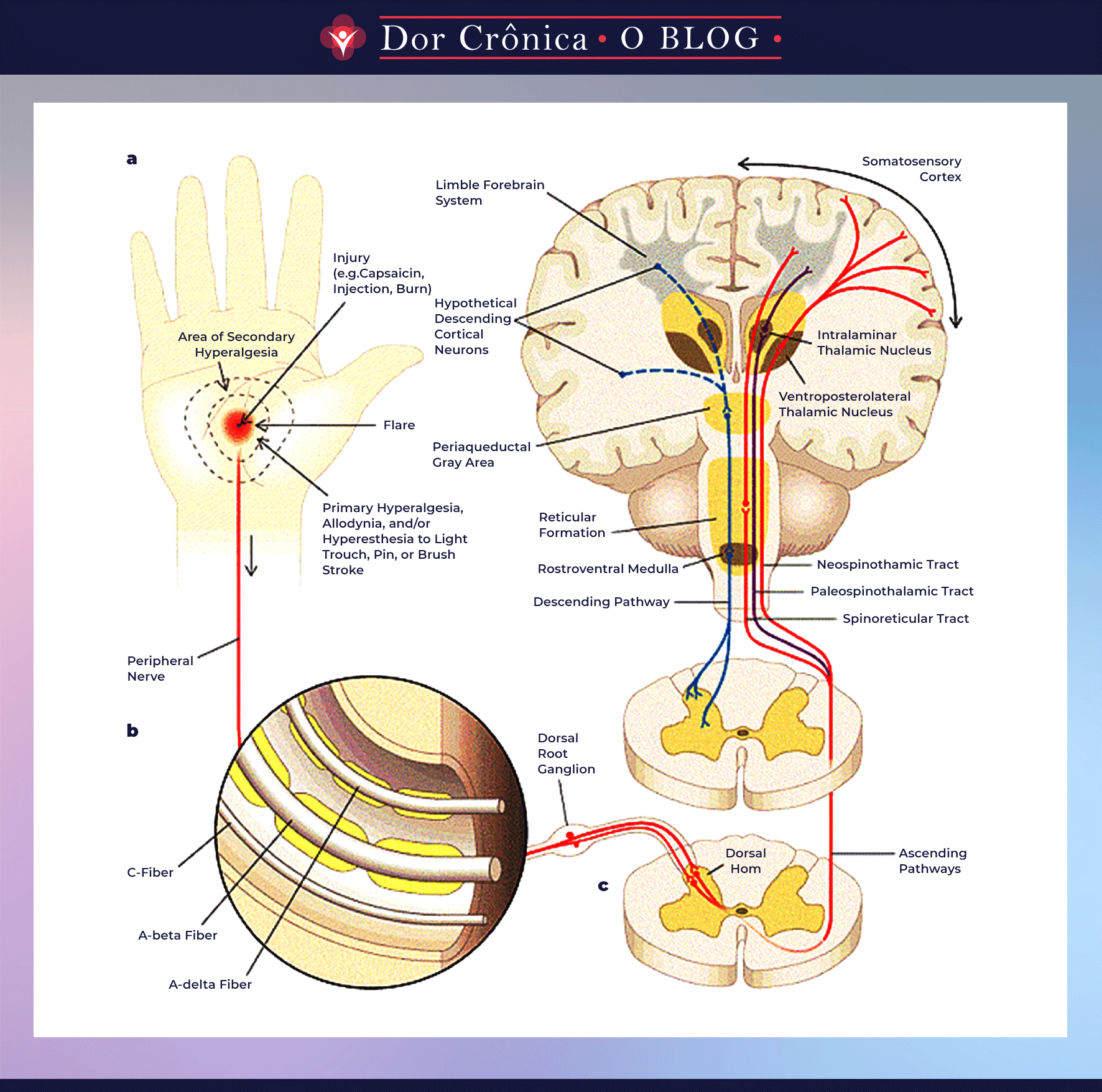anatomia-e-fisiologia-da-dor-figura-6.png