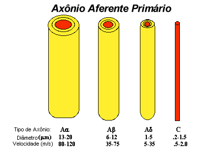 axon.gif