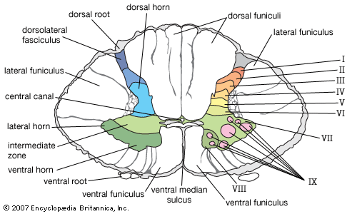 drawing-section-lamination-human-spinal-cord.jpg